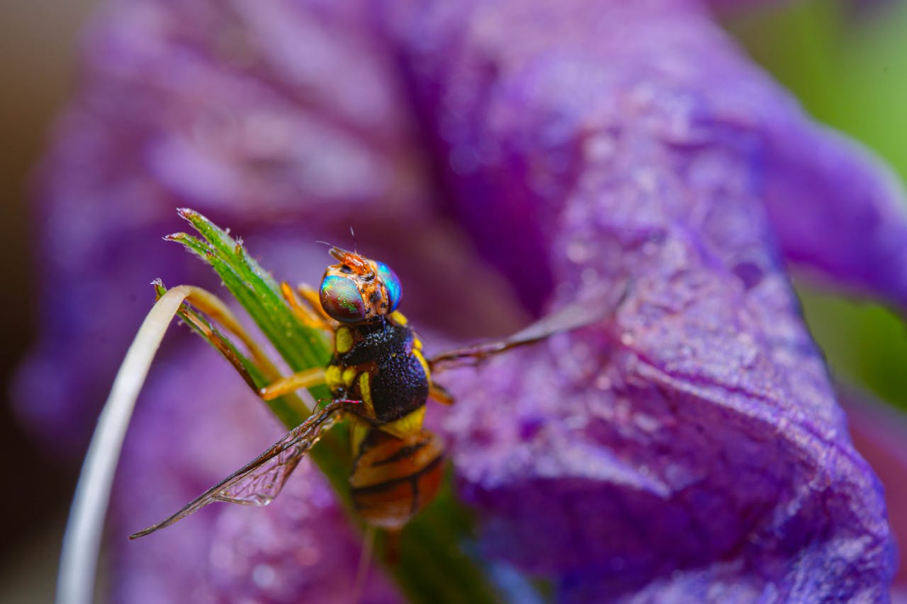 Stunning macro capture of a hoverfly resting on a vibrant purple flower with intricate details.
