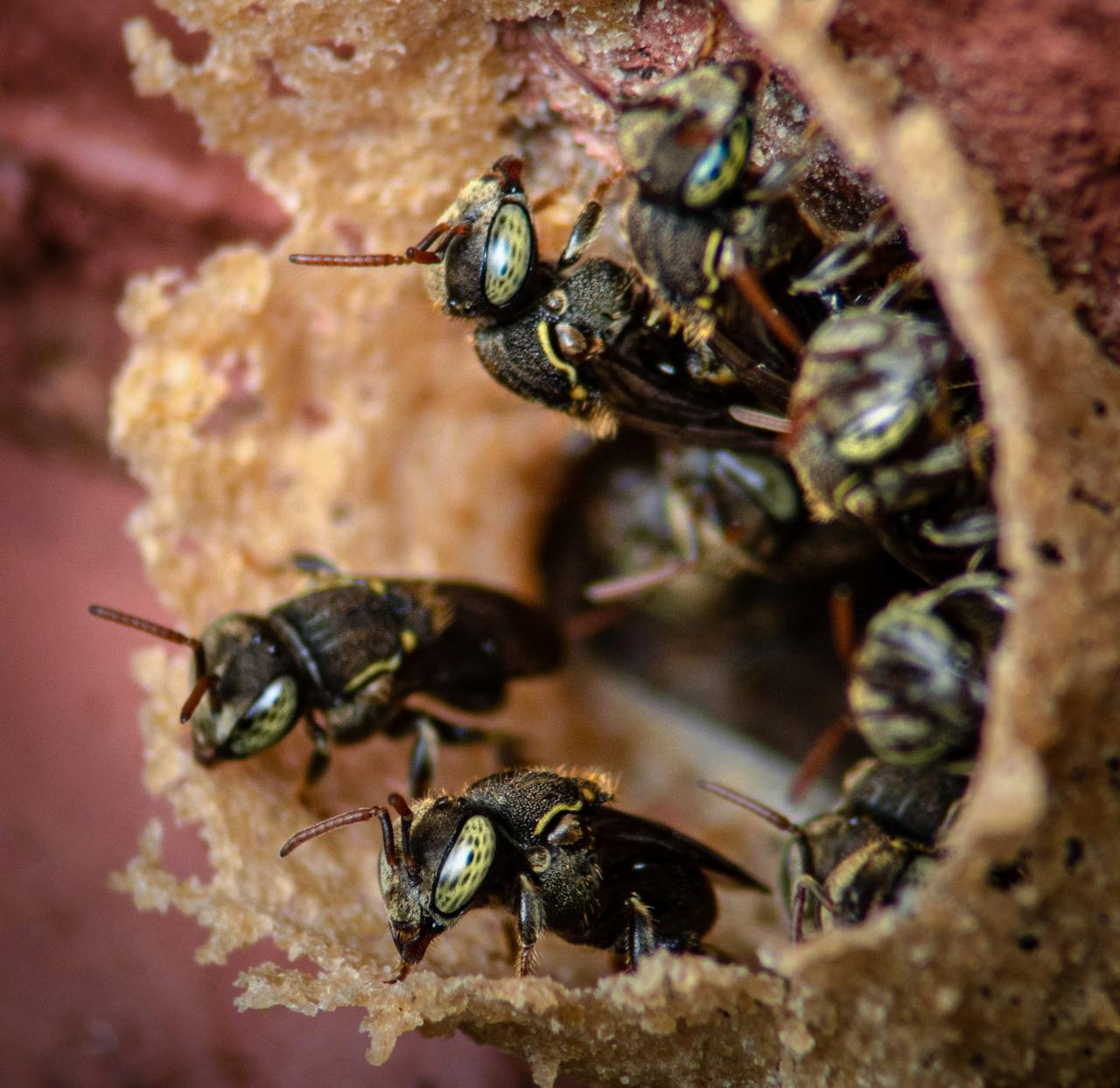 Detailed view of stingless bees working inside a natural beehive.